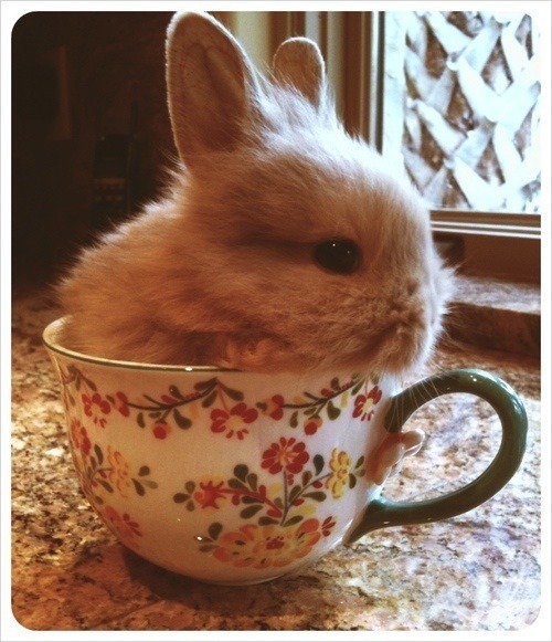 gobroadway:  bunnies in tea cups 🐇☕️