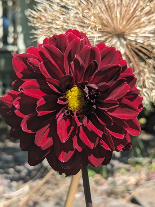 ruby-red-peony