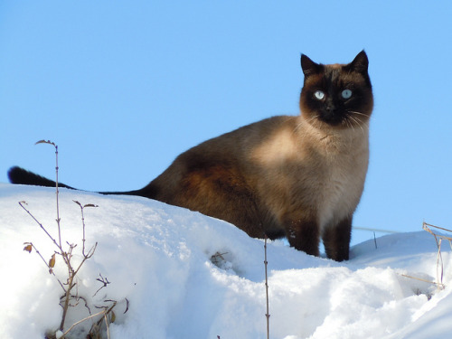 teapotsahoy:It’s a beautiful cat, but it’s the look of baffled outrage that makes it for me. 