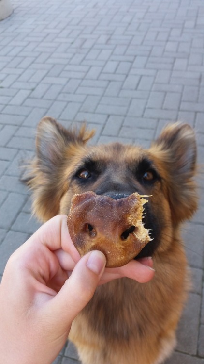 Meet my new pet- piggy in a dog&rsquo;s fur
