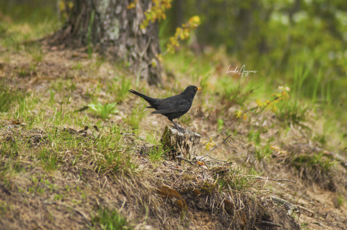 columba oenas