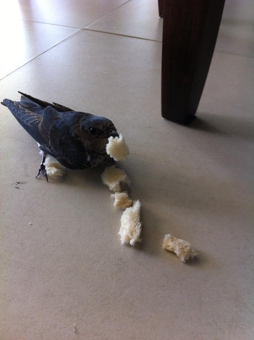 Sex icwok:  a bird flew into my house while i pictures