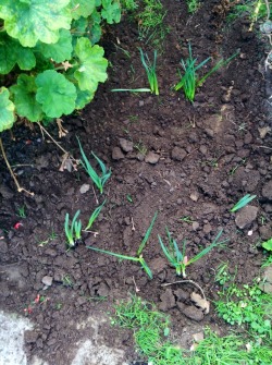 likida:  planted some daffodil shoots // saved my fav patch of weeds from being pulled out by my dad // repotted some lil green angels that grew too big for their pots 