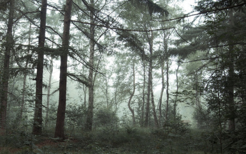 Silhouettes in the mist by Maurice Uiterweerd