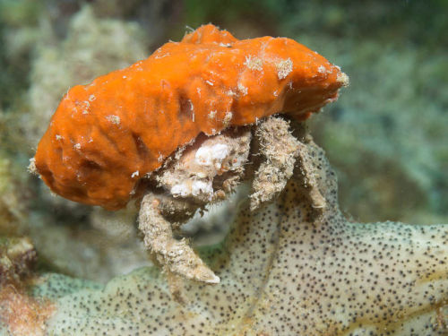 realmonstrosities: Sponge Crabs are crabs who carry a big chunk of sponge around with them wher