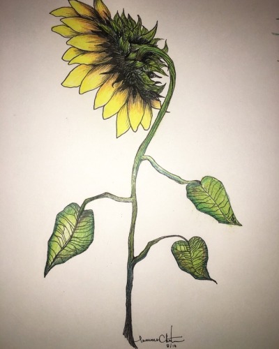 Sunflower Drawing Tumblr