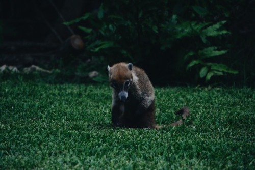 A shy coati in Playa Del Carmen, Mexico