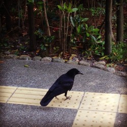 京都御所 (Kyoto Imperial Palace)