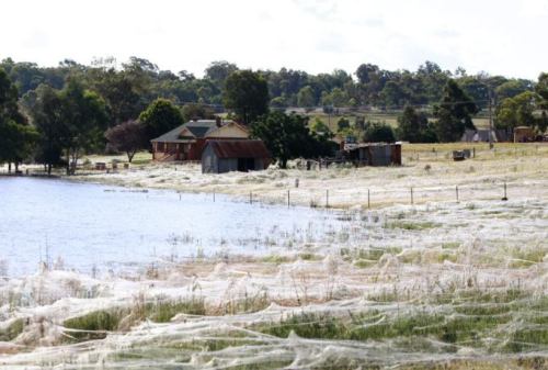 This town in Australia is covered with spiderwebs…