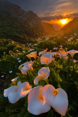 bluepueblo:  Sunset Lilies, Big Sur, California