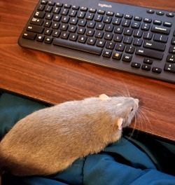 vetmedirl: hussainthemvp:  creepyscritches: Nosy boy wants attention but remains polite Look at the size of this boy, an absolute unit.    Your rat is a little bit overconditioned, as we say. 