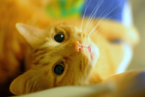 pabuthefirecat:Pabby-Cat Eyes…Harder to resist than puppy-dog eyes…