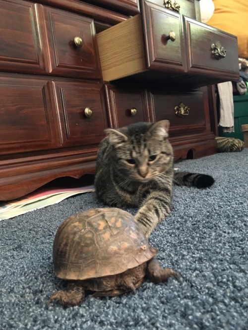 So my boyfriend has a pet turtle her name is Mrs. T and she’s around 20 years old and my cat j