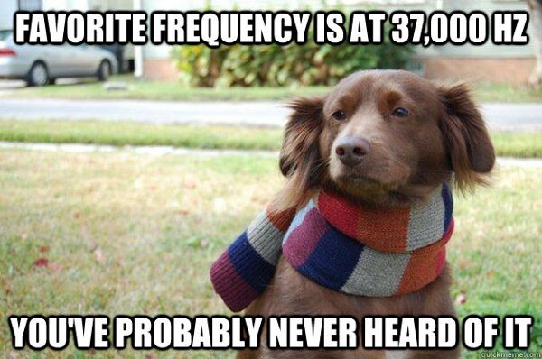 niknak79:  Hipster dog 