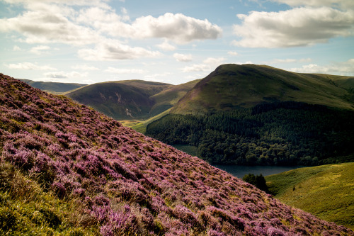 tall-guys: A grand view. by Alan Via Flickr: Always good to see the heather in bloom.