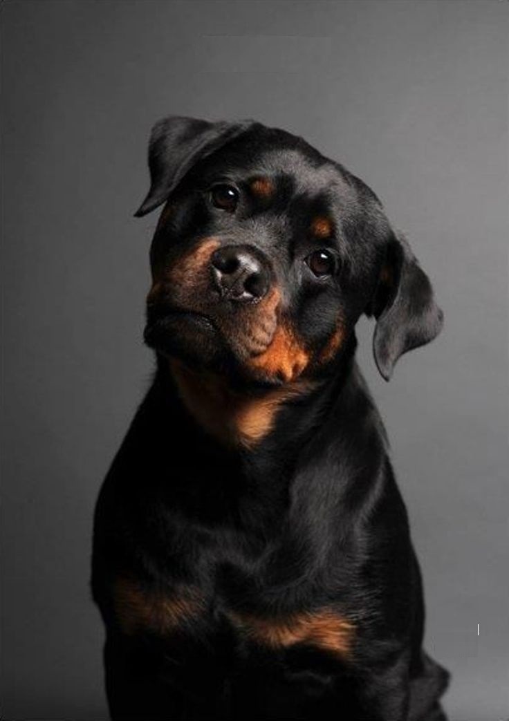 Rottweiler dog breed