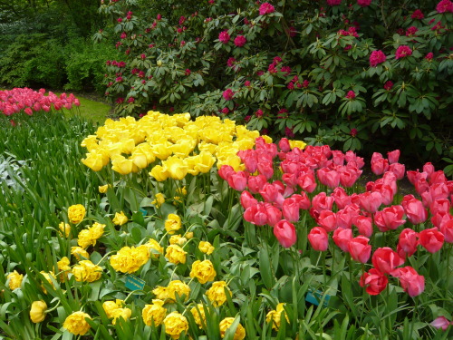 “Tulip Festival” in Keukenhof, Netherlands 2013