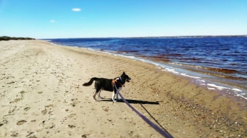 Helo had a fabulous day running on the beach and playing in the waves. He didn&rsquo;t seem to care 