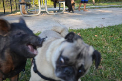 rabbitglitter:  Hahaha a friend of mine took her pug to a doggy park and a teacup pig wanted to be friends. 
