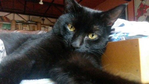 Yes, I know, I am a crazy cat lady. My little Hades.