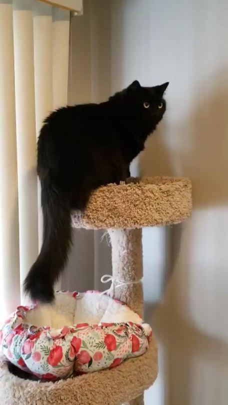 mostlycatsmostly:misocatsoup:wait for it 