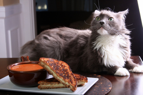 just4thehealthofit:  amazingveganfood: Vegan Grilled Cheese with Smoky Tomato Soup[Recipe at Link]   + a catthe perfect trio
