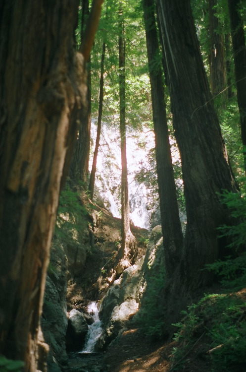 opticallyaroused:  To The Forest