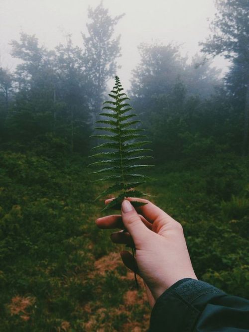 lifemaniac91: - I love the morning dew, fog in the trees. Adventure grips and grabs at my heart. Tel