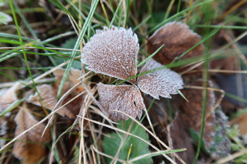  Fragaria vesca — wild strawberry 