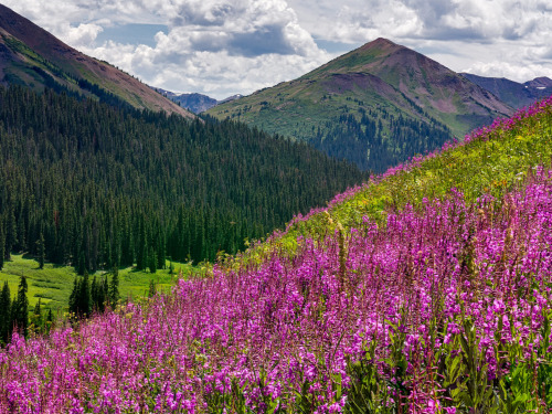Pretty Meadows