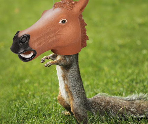 XXX Squirrel Feeder For Your Garden! photo