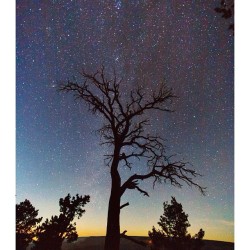 forrestmankinsphotography:  Monster Tree - another shot of this ancient creature on the south rim of the Grand Canyon. #grandcanyon #southwestisbest #explorationgram #arizona #southwest #milkyway #vsco #vscocam #vscofilm #longexposure