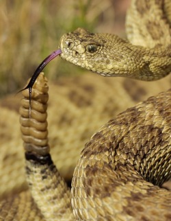 this-is-wild:  Prairie Rattlesnake(Greg Forcey) 