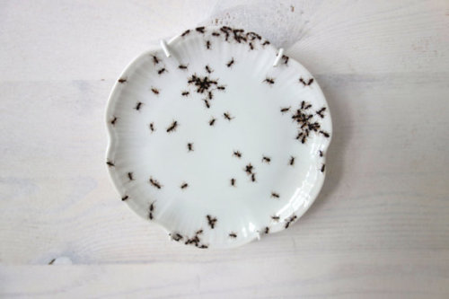 excessunrated: jollymermaid: whimsebox: Vintage porcelain hand-painted with ants by LAPHILIE  N