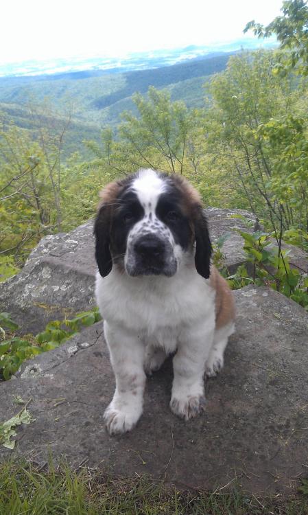 awwww-cute:My 10 week old Saint Bernards first camping trip in the mountains