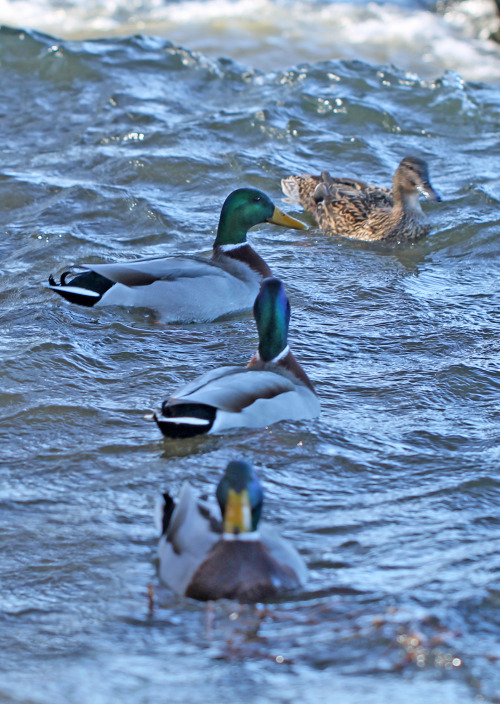 A bunch of wild ducks in lake Mälaren, Sweden (part 1).