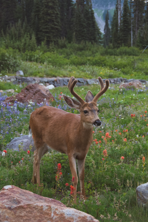 Deer, Mount Rainier National Park