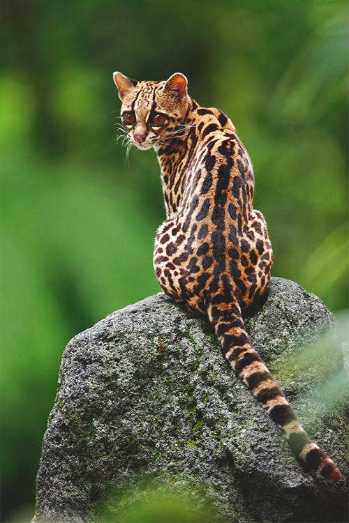 wearevanity: Margay in its natural habitat | WAV