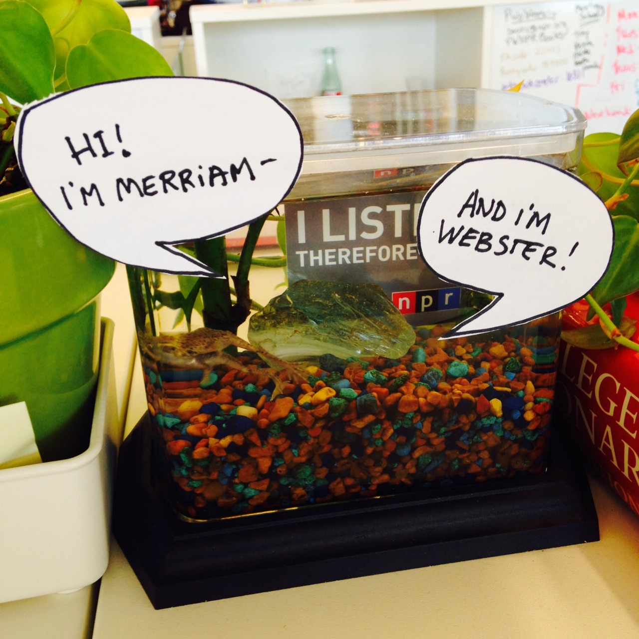 npr:
“ nprbooks:
“ Drum roll please … our frogs have names! “Merriam and Webster” was the top pick in our entirely unscientific frog-naming poll, beating out “F. Scott & Zelda Frogsgerald” for pairs names, and “Ribbert Frost” and “Leo Toadstoy” for...