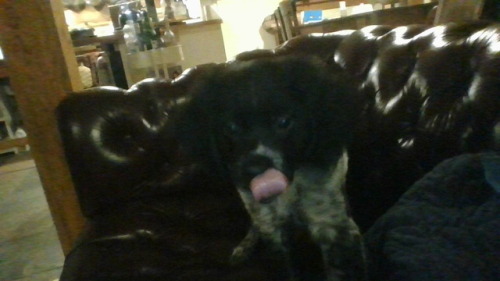 THE CUTEST MF PUPPY IN THE WORLD 