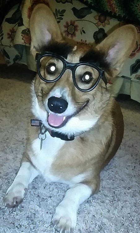 corgi-addict:He’s a Corg of many disguisessource: http://imgur.com/r/corgi/wJkhrYj@thoodleoo