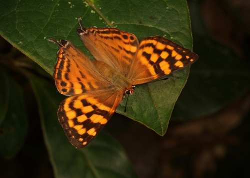 sinobug:  BUTTERFLIES from Yunnan, China  Click on and scroll through images for individual IDs…  by Sinobug (itchydogimages) on Flickr. Pu’er, Yunnan, China  See more Chinese butterflies on my Flickr site HERE…