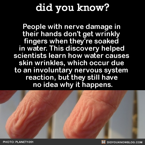 did-you-kno:  People with nerve damage in their hands don’t get wrinkly fingers