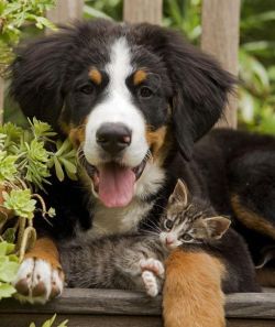 The Dog and the Kitten.
(source: http://bit.ly/1MC3HYe)