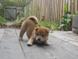 cute-overload:  Shiba pup playing outsidehttp://cute-overload.tumblr.com