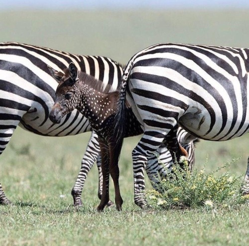 blondebrainpower:  This rare Zebra foal was