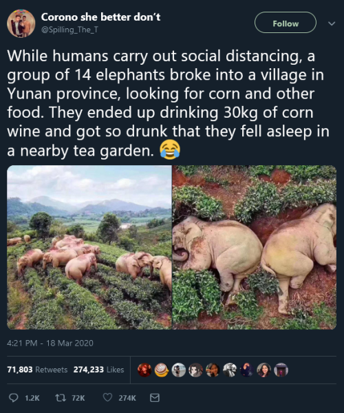 paxamericana:god i wish i was blackout drunk off corn wine in a tea garden in yunan province