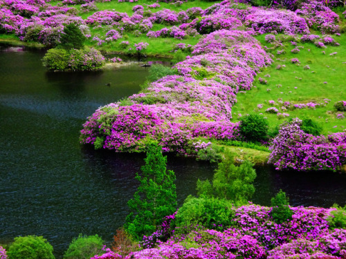 Rhododendrons, Glen Etive, Scottish Trip 2017 by Janpram