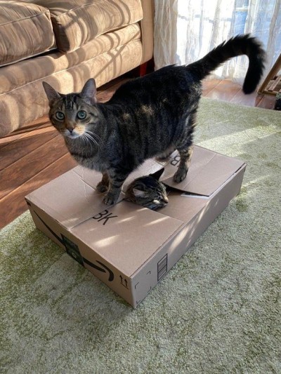 catasters:
