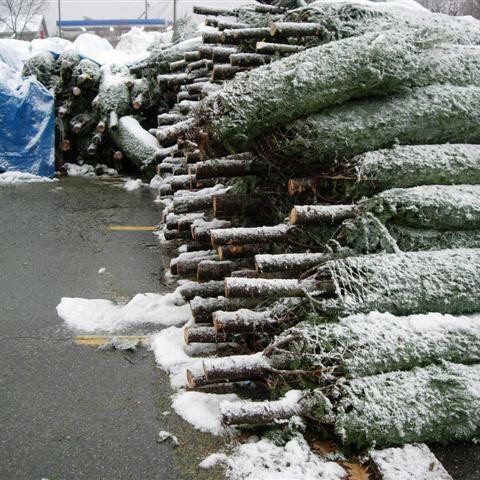 The Annual Christmas Massacre: A Tree’s Perspective
Every year millions of trees are massacred and put on display for our amusement. This Christmas, one tree is speaking out.